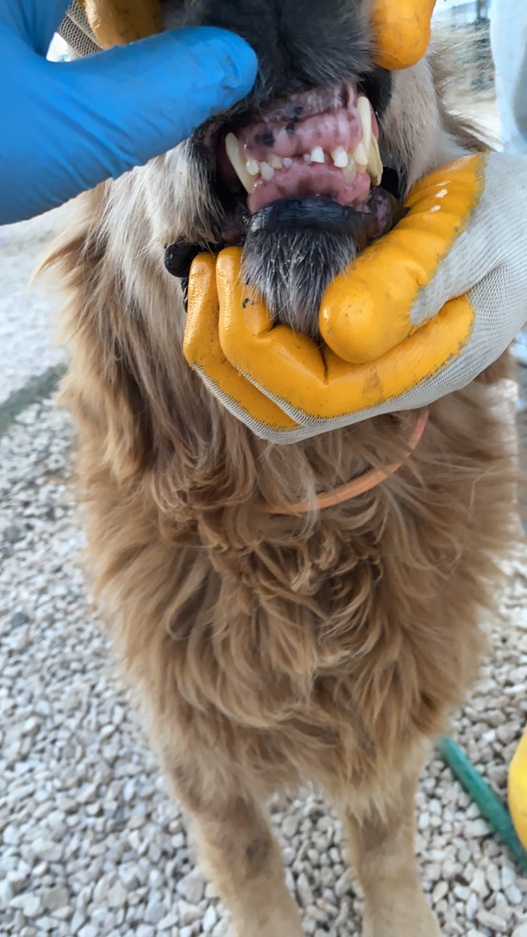 Kebob aka Bob (fka Cedar) 